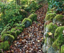 Mossy Woodland Walls - Abriachan Nurseries